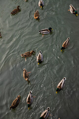 ducks are floating gently on the calm water of river. male ducks with colorful heads swim alongside a female ducks. top view
