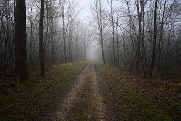 Obraz premium road in the fog