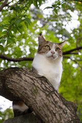 森の木漏れ日の中木の上でお座りしてるキジトラ柄とぶち猫柄の野良猫