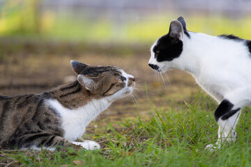 Obraz premium 公園で見つめ合うベンガル猫みたいな模様の野良猫とぶち猫柄の子猫っぽい野良猫
