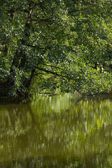 Obraz premium Quiet place upright, branches reflecting in the water and surrounded by trees, peaceful place by the pond with water reflecting off the green leaves, leaves reflection in the calm water vertical