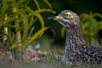 Spotted thick-knee, spotted dikkop or Cape thick-knee (Burhinus capensis) sitting on her terrestrial nest. Hermanus, Whale Coast, Overberg, Western Cape, South Africa.