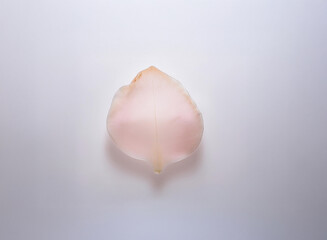 A single, pale pink flower petal rests on a plain white background.  Its delicate texture and subtle color are highlighted by the simple setting.