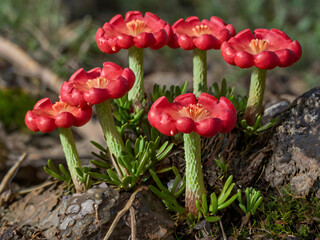 amanita muscaria fly agaric
