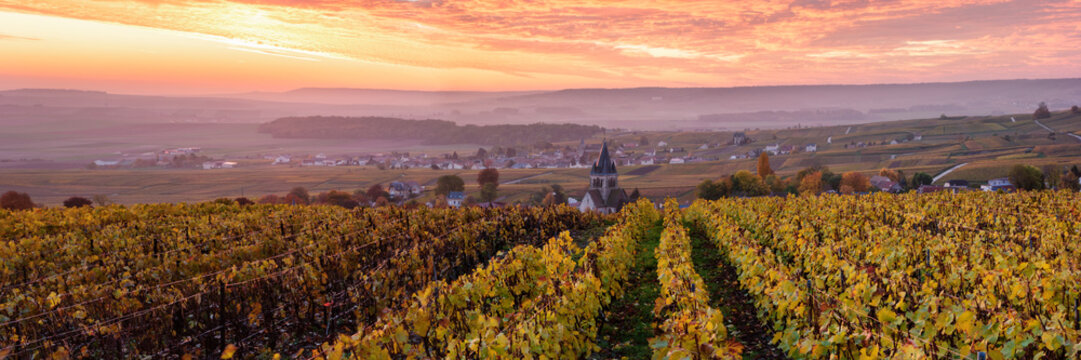 Autumn in the vineyards of Ville Dommange, Champagne, France