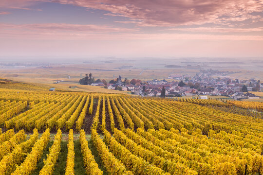 Sunset over the vineyards of Oger, Champagne Ardenne, France