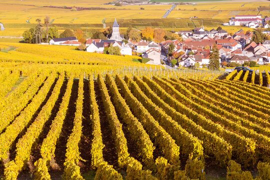 Autumn vineyards, Oger, Champagne Ardenne, France