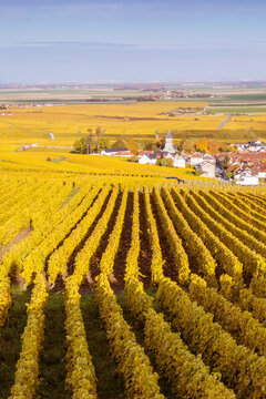 Autumn vineyards, Oger, Champagne Ardenne, France