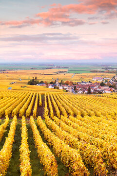 Sunset over the vineyards of Oger, Champagne Ardenne, France