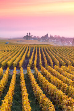 Misty sunrise over vineyards in autumn, Oger, Champagne, France