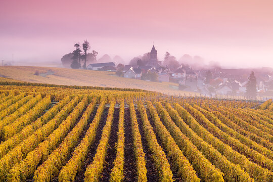 Misty sunrise over vineyards in autumn, Oger, Champagne, France