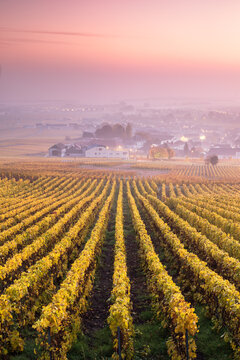 Yellow vineyards in autumn with mist at sunrise, Oger, Champagne, France