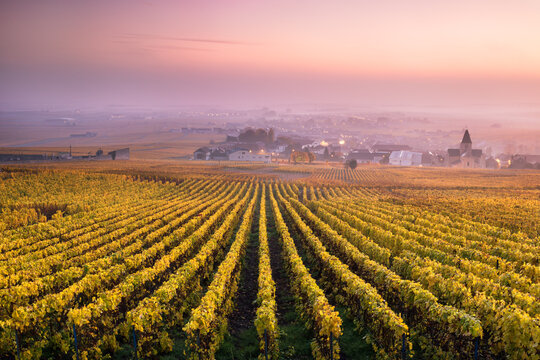 Yellow vineyards in autumn with mist at sunrise, Oger, Champagne, France