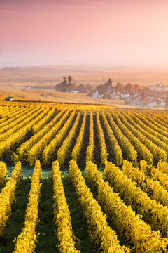 Yellow vineyards in autumn with mist at sunrise, Oger, Champagne, France