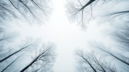 Fototapeta premium Tall trees with seasonal branches stretching up toward sky in serene and peaceful scene
