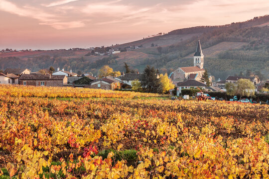 Vineyards of Julienas, Beaujolais region, Rhone Alpes, France
