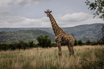 Giraffe