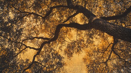 nature's artistic expression, golden hour sunlight patterns, majestic tree branches, nature's silhouettes, golden treetop silhouette, nature's artistic canvas, nature's majestic canopy, majestic tree