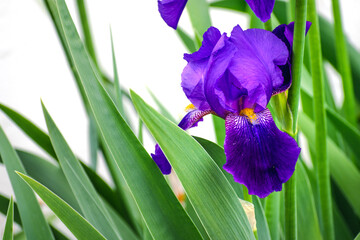Beautiful blue and purple iris flower at spring and summertime