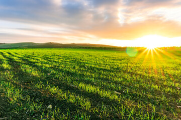 green picturesque farmland landscape with spring field covered with green salad grass with...