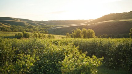 Scenic countryside view of green field with hills and trees at sunset time