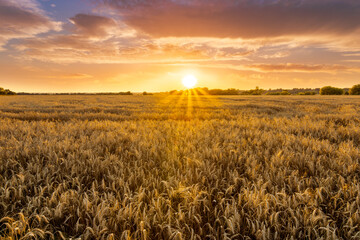 scenic evening in golden wheat field with rustic road, amazing cloudy sunset. rural agriculture...