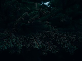 green fern background