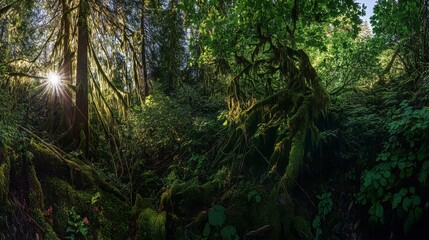 Fototapeta premium Sunlight Illuminating a Lush Forest; A Majestic Green Canopy, Sunlight Rays, and Tranquil Mossy Landscape; A Deep Dive into Nature's Embrace