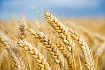 Ripe golden wheat stalks in a field, close-up.