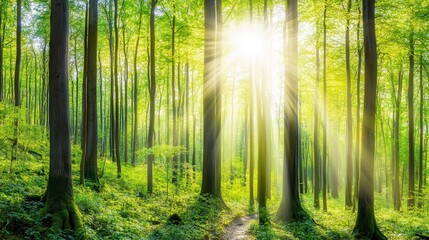 Naklejka premium Serene Sunlight Illuminating a Lush Green Forest Pathway, A Captivating Nature Scene, Perfect for Relaxing Moments, A Breathtaking Forest Path, Sunlight Beams Through Trees