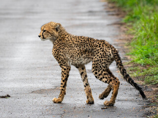 Playful Baby Cheetah in Kruger National Park