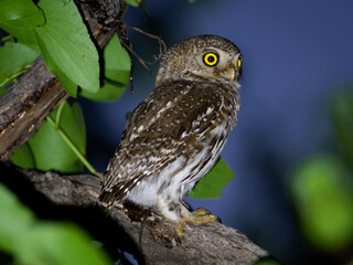 Charming Pearl Spotted Owlet in Kruger National Park’s Twilight