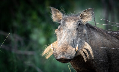 Rugged Warthog in Kruger National Park’s Dusty Trails