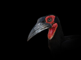 Striking Bromvoël in Kruger National Park’s Nighttime Glow