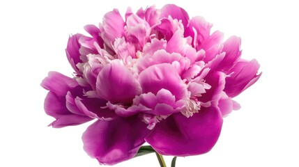Fototapeta premium A close-up view of a pink flower in a decorative vase