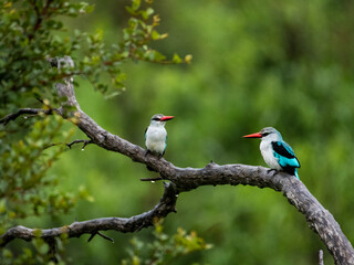 Vibrant Woodland Kingfishers Sharing a Branch in Kruger National Park
