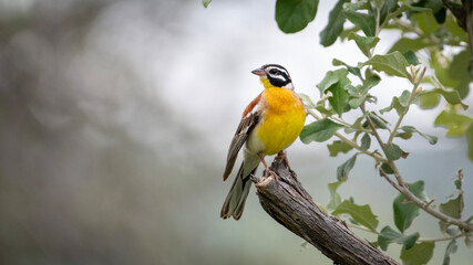 Colorful Bunting Perched in Kruger National Park’s Serenity