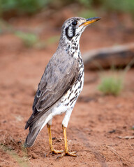 Graceful Thrush in Kruger National Park’s Dusty Savanna