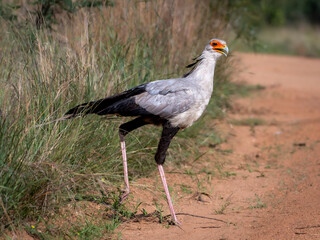Majestic Secretary Bird Striding Through Kruger National Park