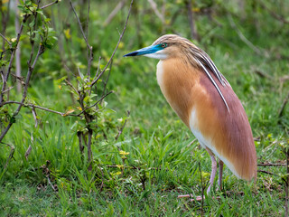 Elegant Egret in Kruger National Park’s Wetlands