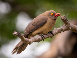 Busy Oxpecker in Kruger National Park’s Ecosystem
