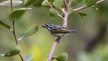 Charming Tinkerbird in Kruger National Park’s Greenery
