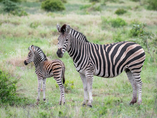 Elegant Zebras Grazing in Kruger National Park’s Savanna