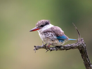 Striking Kingfisher in Kruger National Park’s Serenity
