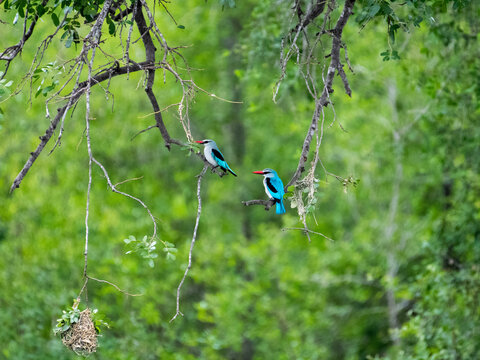 Vibrant Woodland Kingfishers in Kruger National Park&rsquo;s Forest
