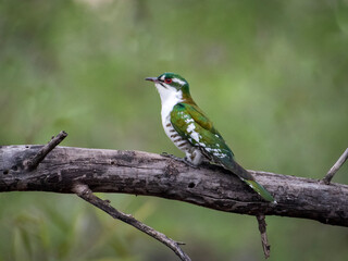 Green and White Bird Perched in Kruger National Park