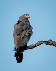 Harrier Hawk Perched on Branch in Kruger National Park