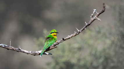 Bee-Eater Perched on Branch in Nature