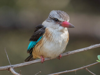 Blue and White Bird with Red Beak on Branch