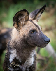 Close-Up of Wild Dog in Nature